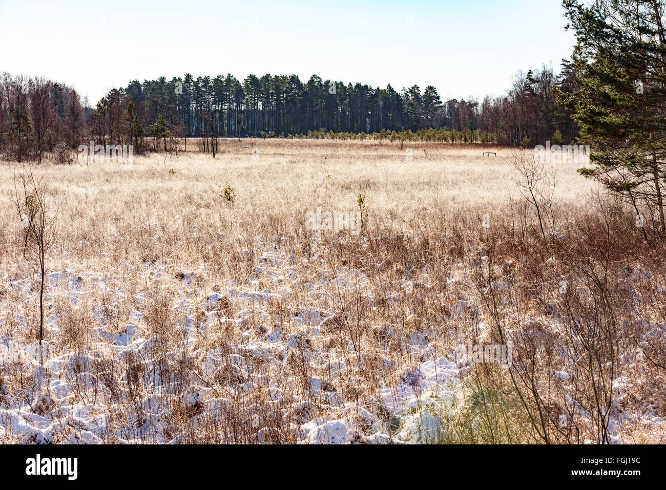 Ein kleines Stück Winter Feuchtgebiet im umliegenden Wald. Szene ist hinterleuchtet und Trockenrasen ist sichtbar in den Schnee und Frost in mo Stockfoto