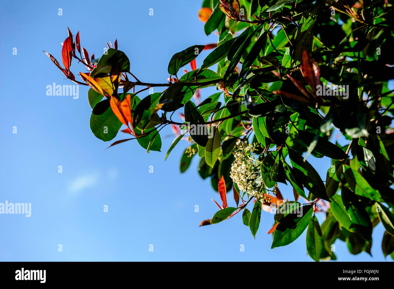 Photinia Fraseri Red Robin Stockfoto