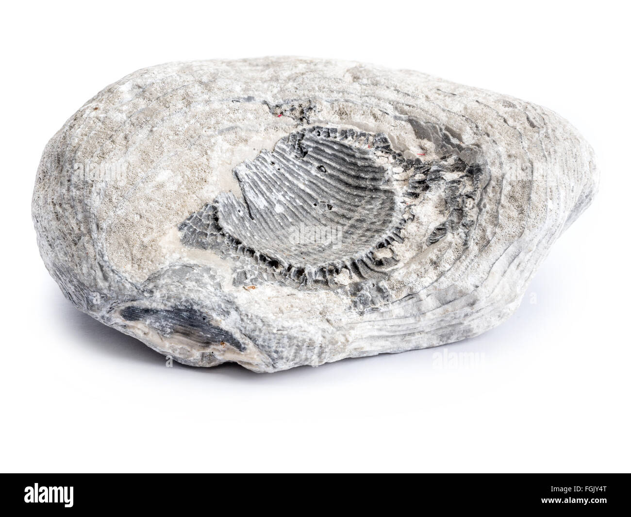 Fossil des Kreidezeit erschossen auf weißem Hintergrund Stockfoto