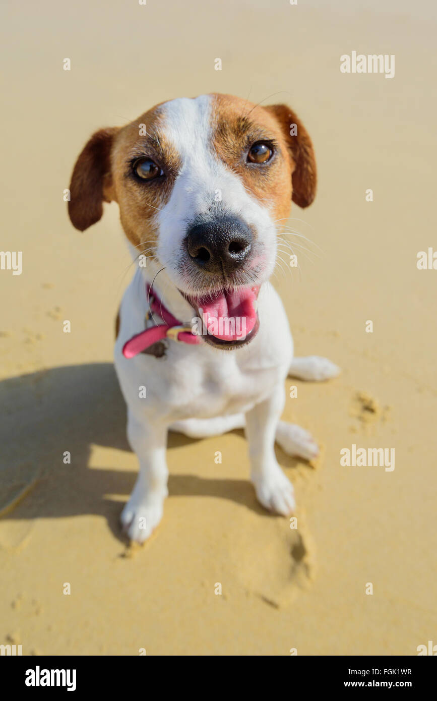 Porträt eines Tan und weißen Hundes lächelnd am Strand Stockfoto