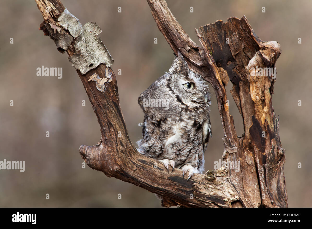 Östlichen Käuzchen sitzt auf einem Toten Ast auf der Suche nach Beute. Stockfoto