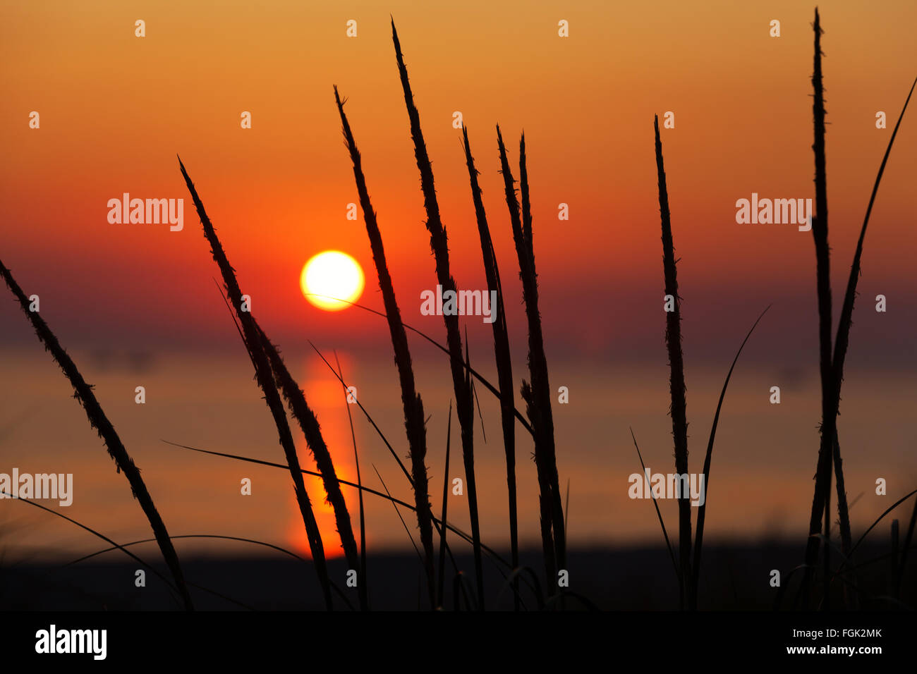 Dune Grass Sonnenuntergang - Strand Gräser von der untergehenden Sonne silhouettiert sind, da fällt er tief über Lake Michigan in Ludington State Park Stockfoto