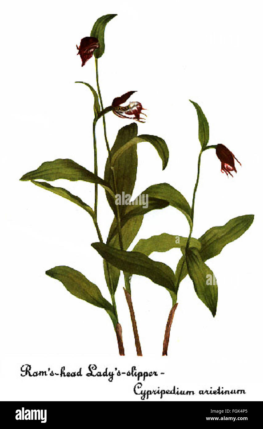 Eine detaillierte botanische Illustration von Mary Vaux Walcott, die Cypripedium arietinum, allgemein bekannt als RAM's Head Orchid, darstellt. Das Bild zeigt die zarten Blüten und die komplizierten Details der Pflanze. Stockfoto