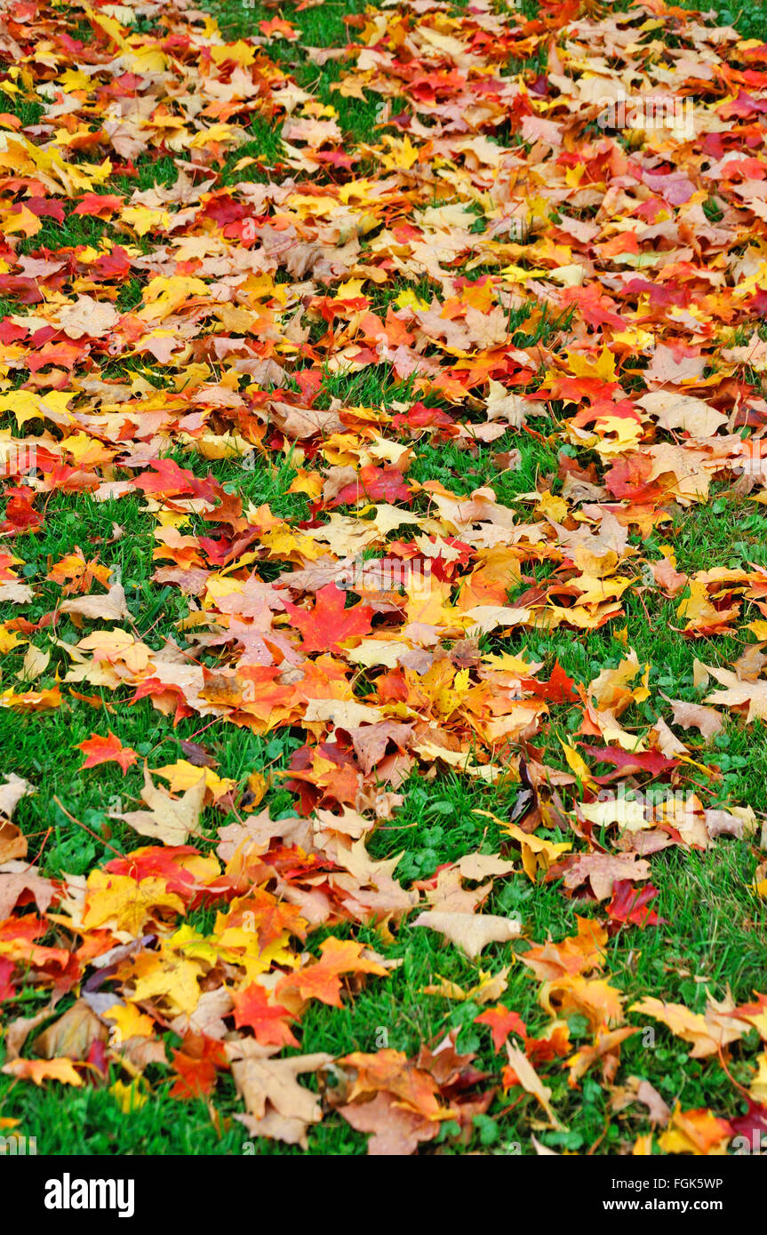 Blätter im Herbst Stockfoto