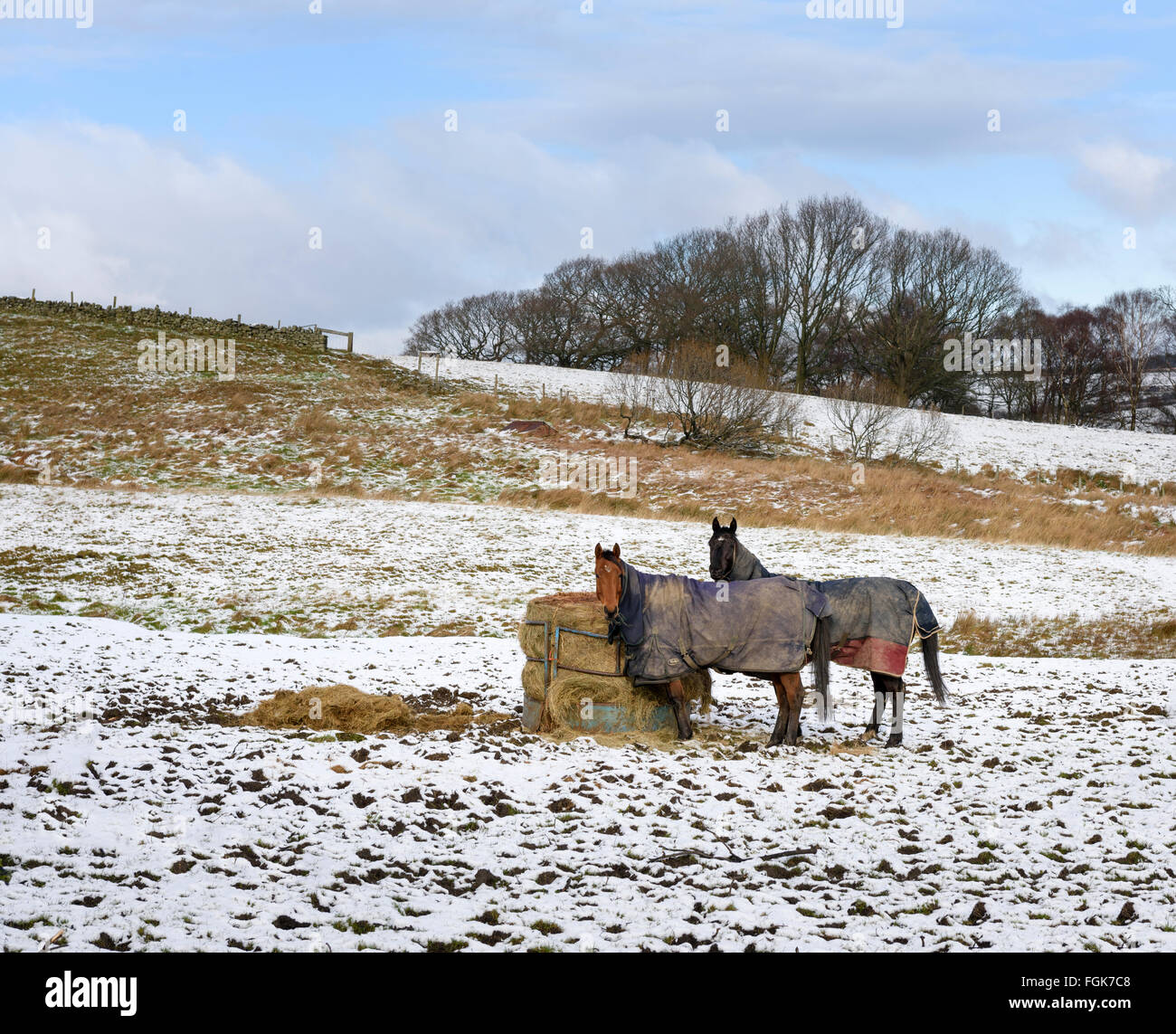 Pferde, die Fütterung in einem Winter-Feld Stockfoto