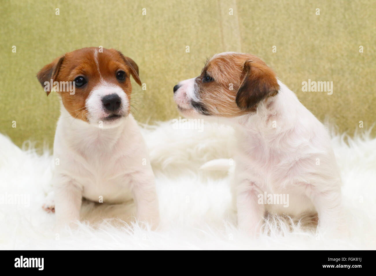 Zwei Welpen jack Russell terrier Stockfoto