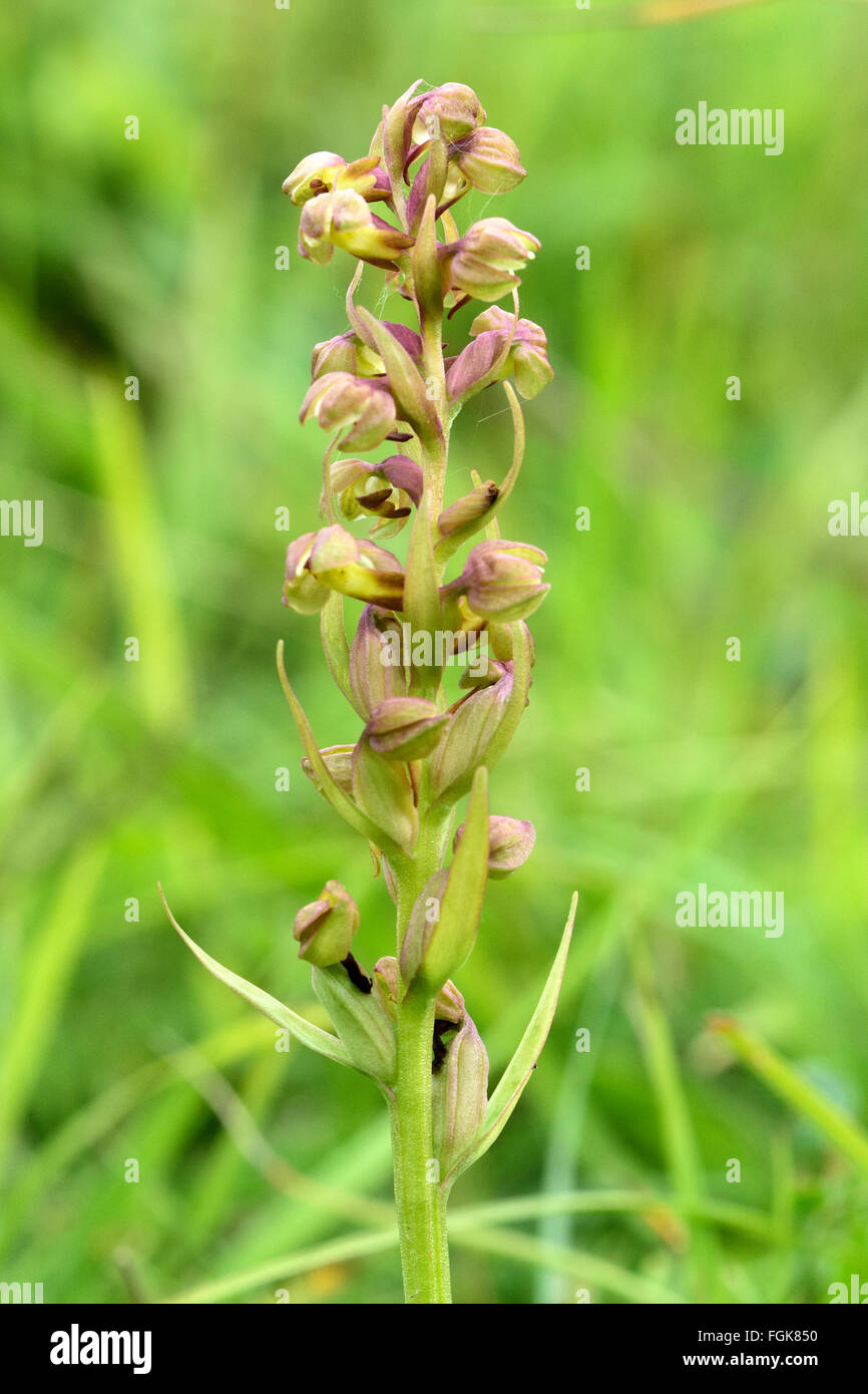 Frog Orchid (Coeloglossum Viride). Eine kleine und seltene Pflanze in Blüte, in der Familie Orchidaceae Stockfoto