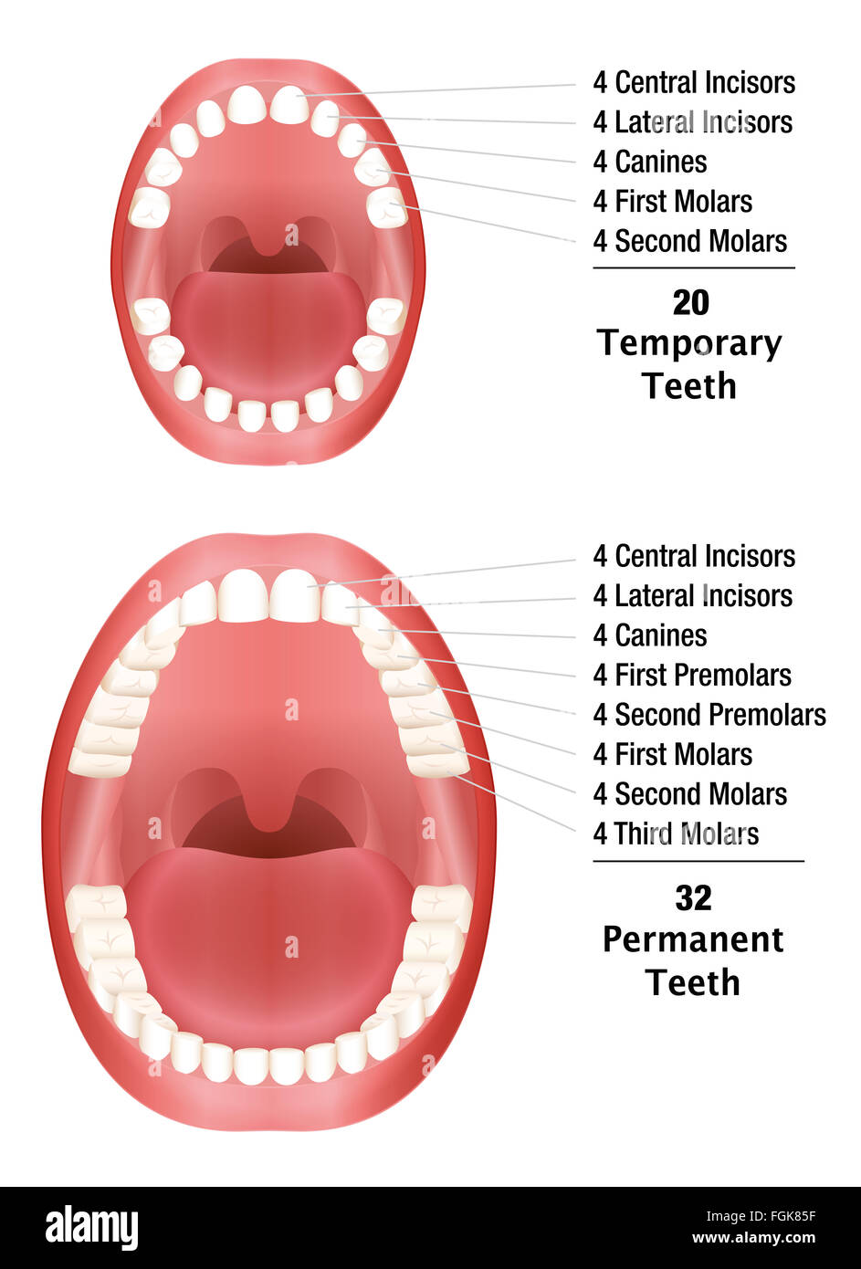 Temporäre Zähne - Zähne - Anzahl der Milchzähne und Erwachsenenzähne. Abbildung auf weißem Hintergrund. Stockfoto