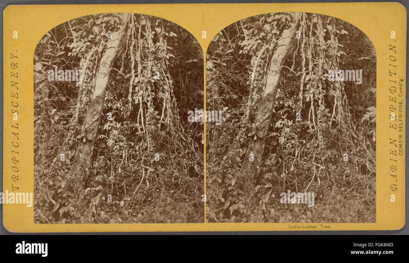 Diese stereoskopische Ansicht aus der Robert N. Dennis-Sammlung zeigt den indischen Kautschukbaum, der die Bedeutung der Pflanze in historischen botanischen Studien verdeutlicht. Das Bild bietet eine visuelle Aufzeichnung der einzigartigen Merkmale und Bedeutung des Baums während des Zeitraums. Stockfoto