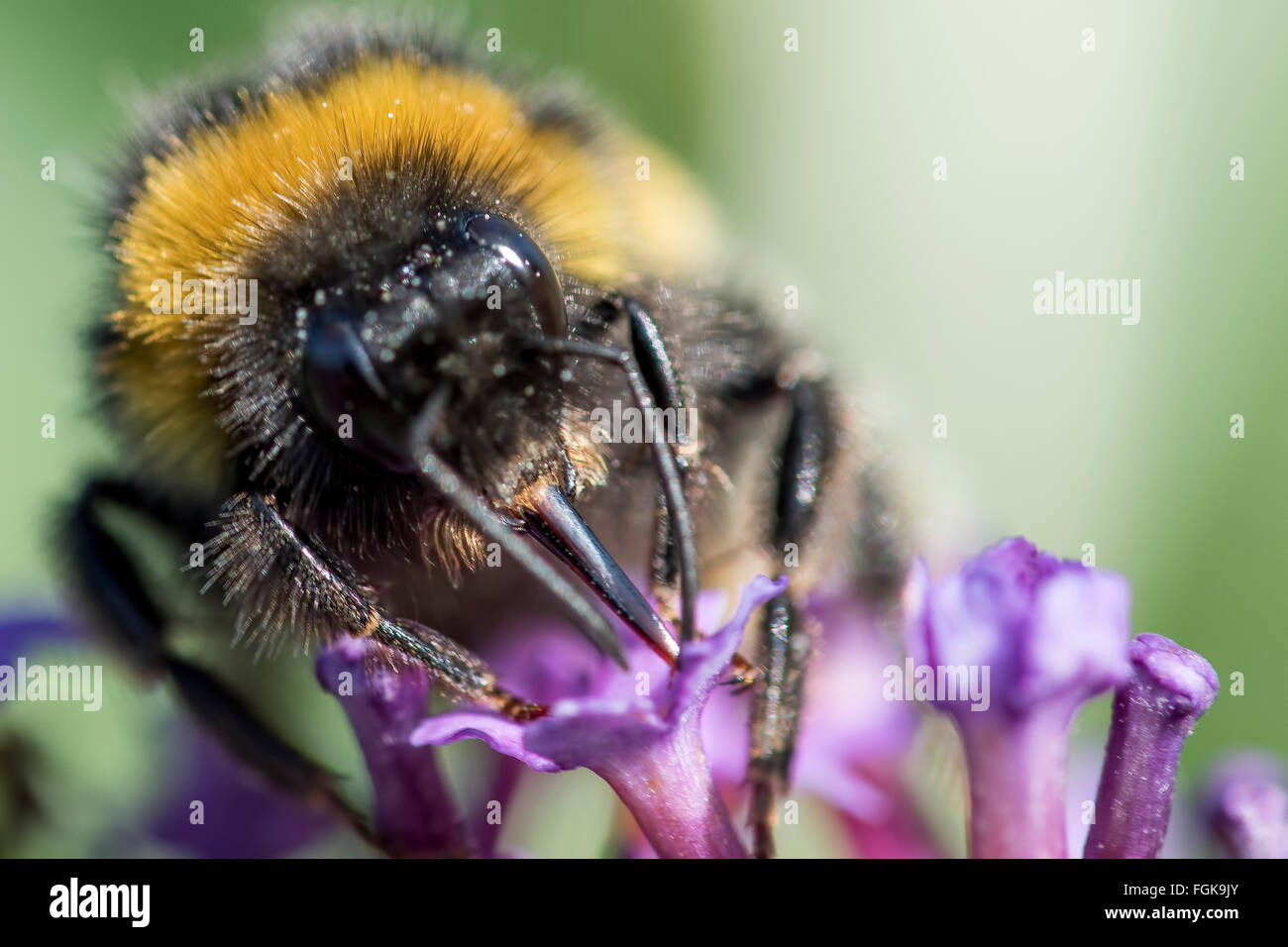 Nahaufnahme von Bumble Bee mit Rüssel Nektar aus einer Blüte zu erhalten. Stockfoto