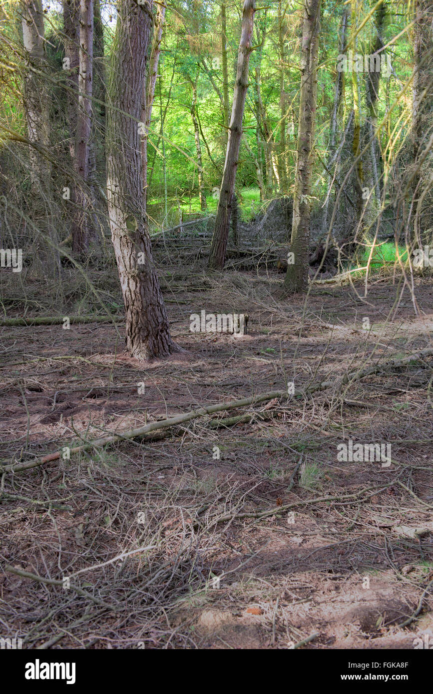 Unterschied zwischen leblos unter einem Nadelwald kontrastieren mit grünen Laubwald im Hintergrund. Stockfoto