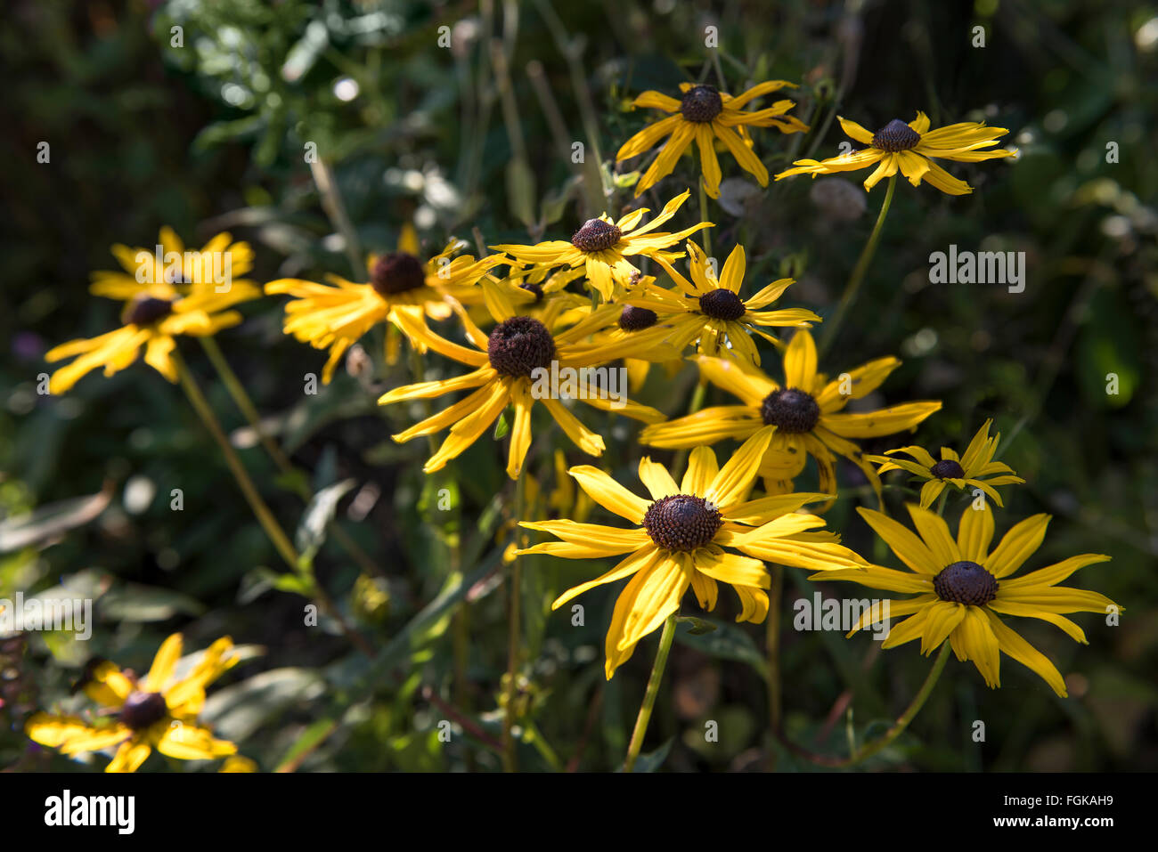 Rudbeckia und Echinacea aus der Familie Compositae bei Sonnenschein. Stockfoto