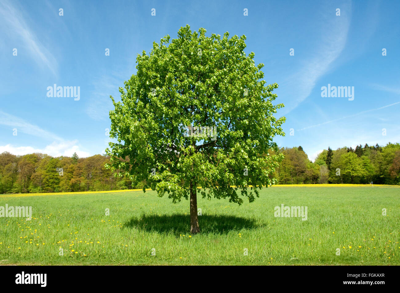 Lindenbaum; Tilia platyphyllos Stockfoto, Bild 96312015