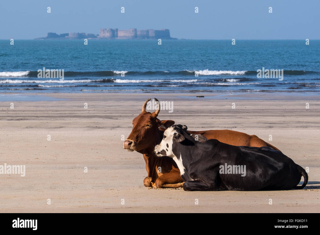 Kühe auf den Strand, Murud, Konkan Küste, Indien Stockfoto