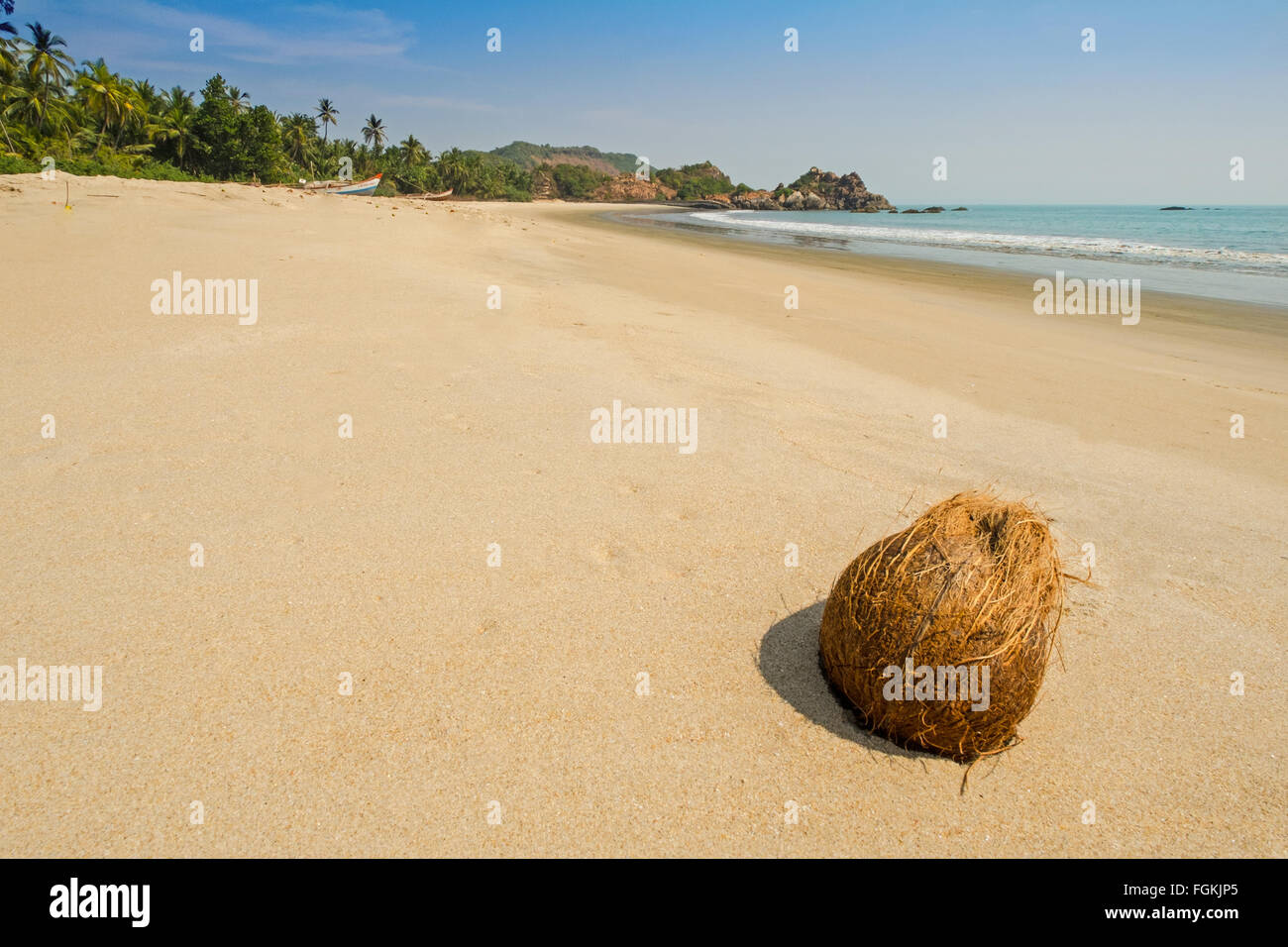 Kokosnuss auf dem Sand von einem einsamen Strand auf dem Konkan coast in Maharashtra, die im südlichen Indien Stockfoto