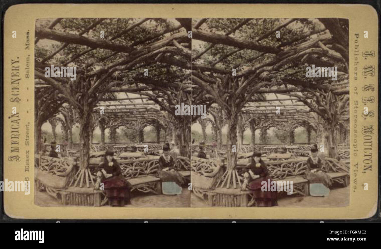 Rebe verkleideten Laube, Central Park, N.Y. (handkolorierten innere Ansicht.), aus Robert N. Dennis Sammlung von stereoskopischen Ansichten Stockfoto