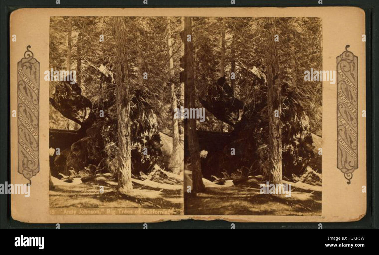 Andy Johnson, große Bäume von Kalifornien, stereoskopische Firma Kontinent Stockfoto