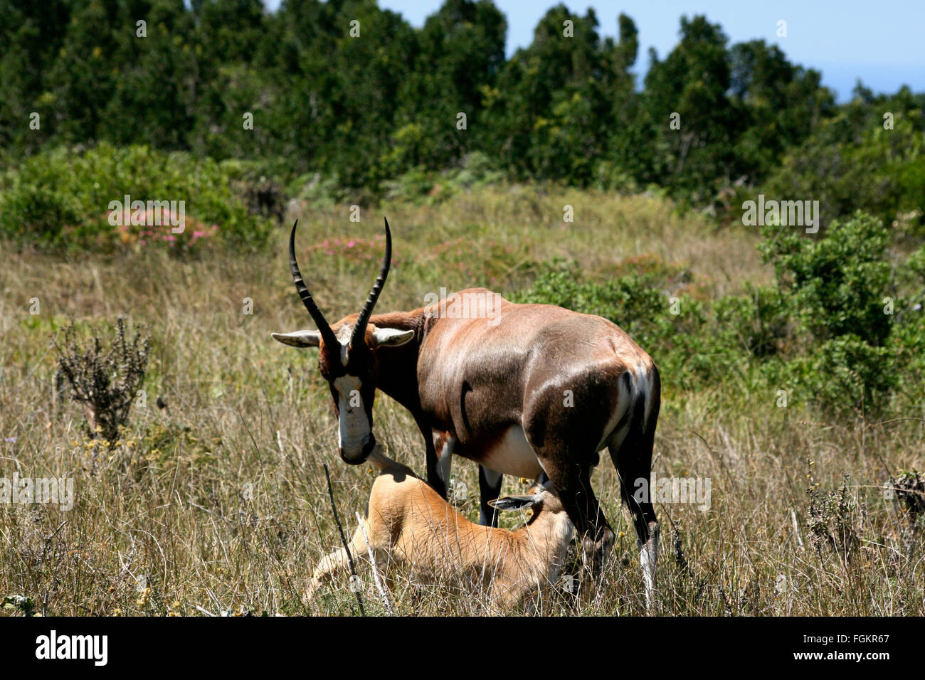 Springbock mit ihrem Kalb im Busch in Addo Elephant National Park, Südafrika Stockfoto