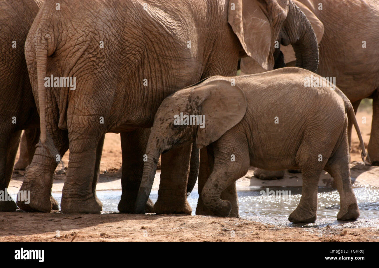 Afrikanische Elefanten (Loxodonta Africana) Baden eine Kalb an einer Wasserstelle in Addo Elephant National Park, Südafrika. Stockfoto