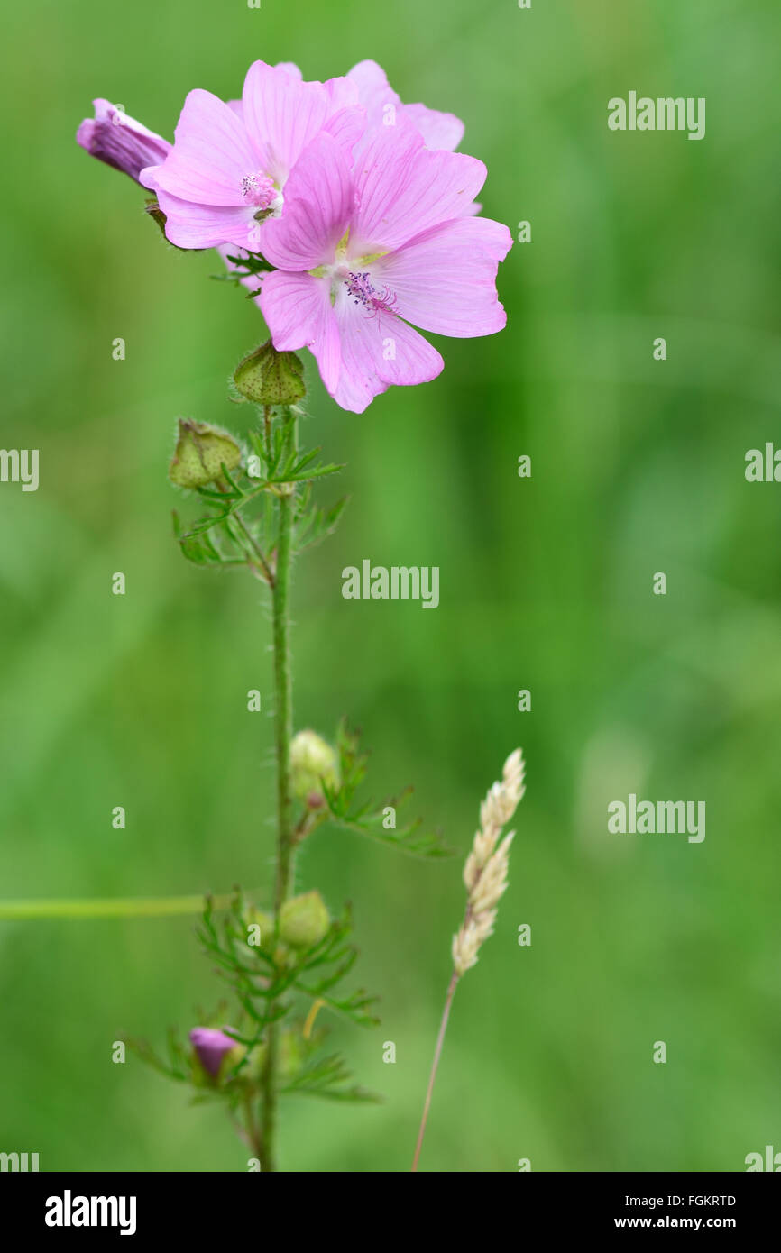 Moschusmalve (Malva Moschata). Eine rosa Blume einer Pflanze in der Familie Malvaceae Stockfoto