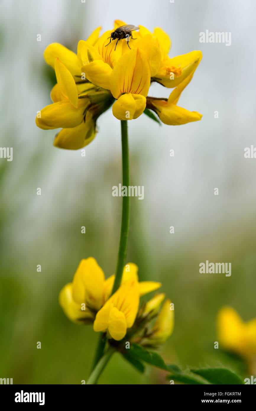 Mehr Vogel's – Foot Trefoil (Lotus Pedunculatus). Eine gelb blühende Pflanze in der Erbse Familie (Fabaceae) mit einer Fliege ruhen Stockfoto