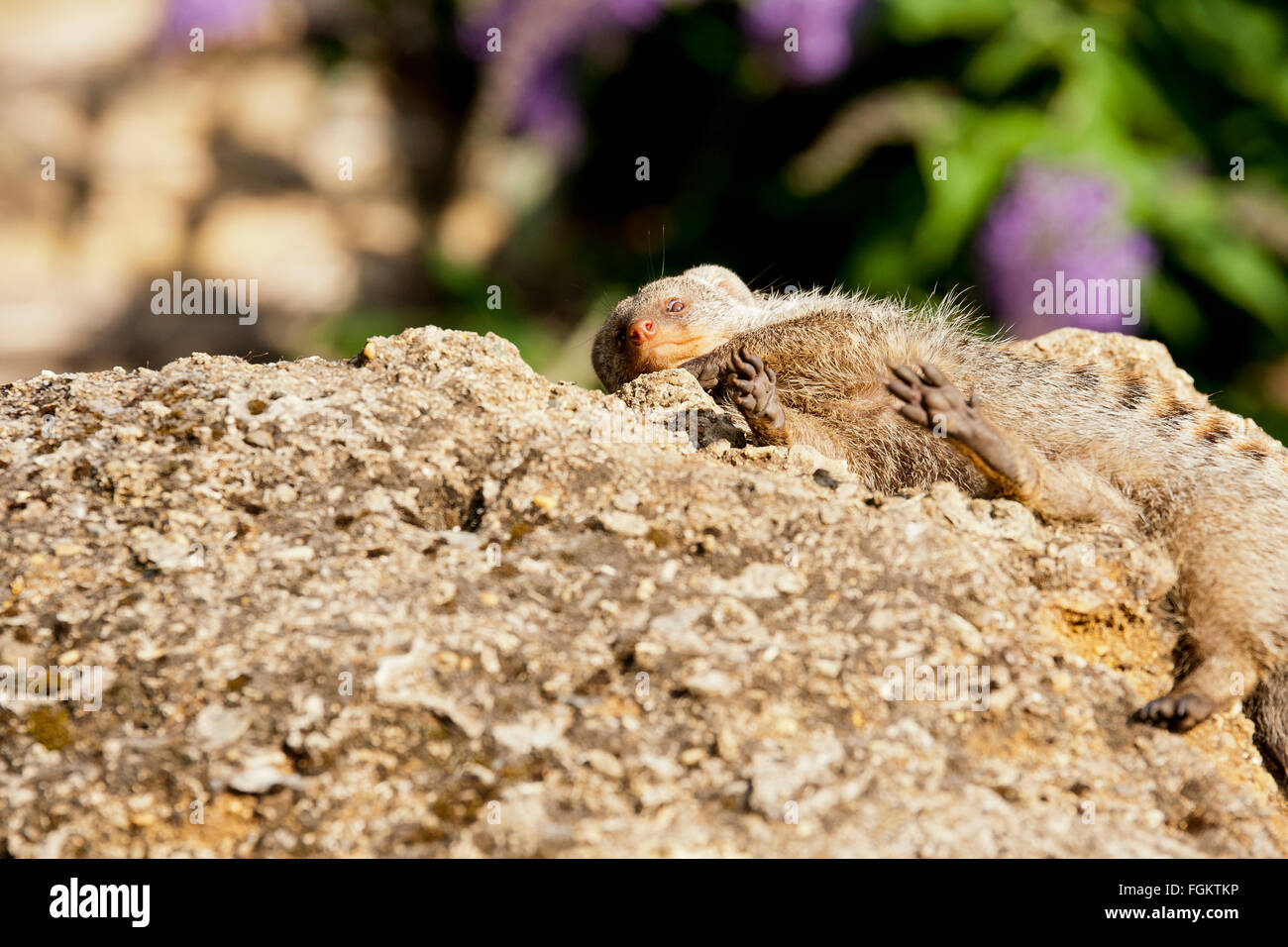 Zebramangusten sind häufig in ganz Afrika südlich der Sahara Afrika gefunden. Erhaltungszustand ist Least Concern Stockfoto