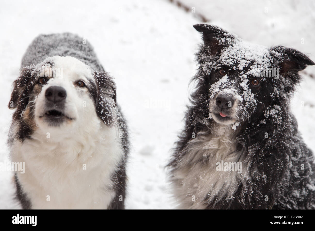 Schnee bedeckt Hunde Stockfoto