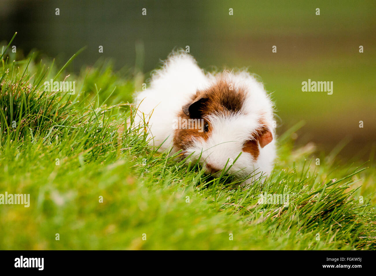 Das Meerschweinchen ist auch bekannt als ein Cavia und ist ein beliebtes Haustier in Großbritannien. Sie wurden seit dem 17. in biologische Experimente benutzt. Stockfoto