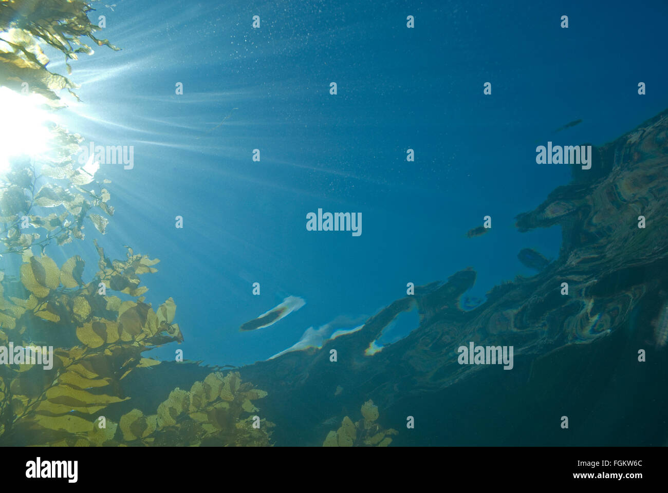 Algen-Seetang schwimmende am California Unterwasser Riff Stockfoto