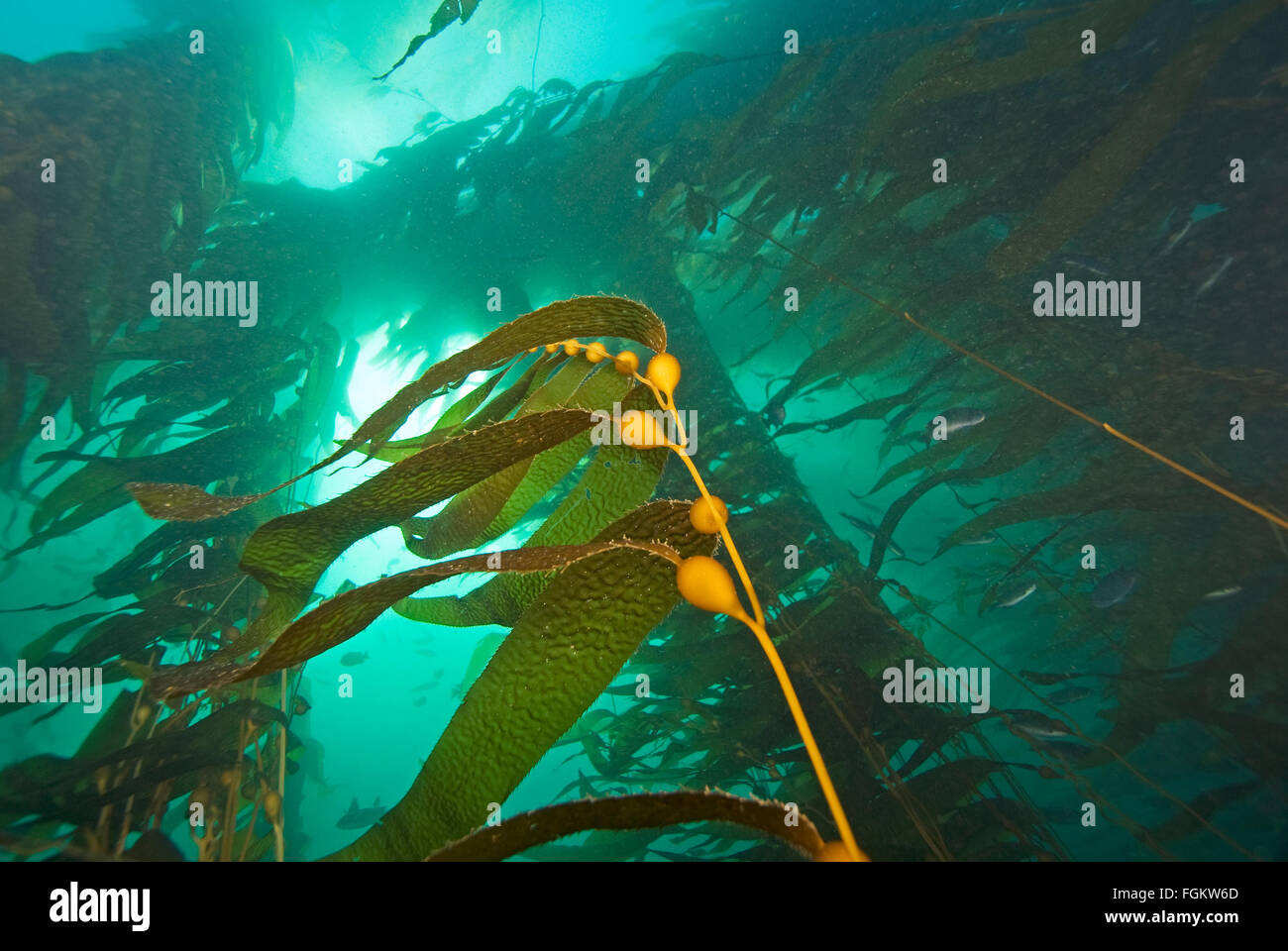 Algen-Seetang schwimmende am California Unterwasser Riff Stockfoto