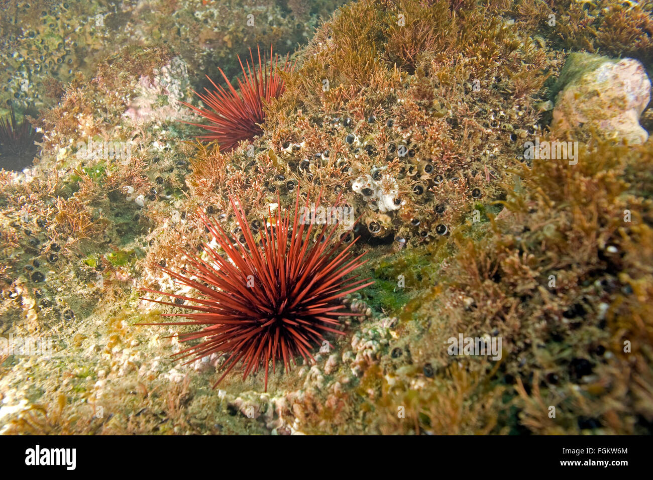 Seeigel in Laguna Beach, Kalifornien Unterwasser Riff Stockfoto