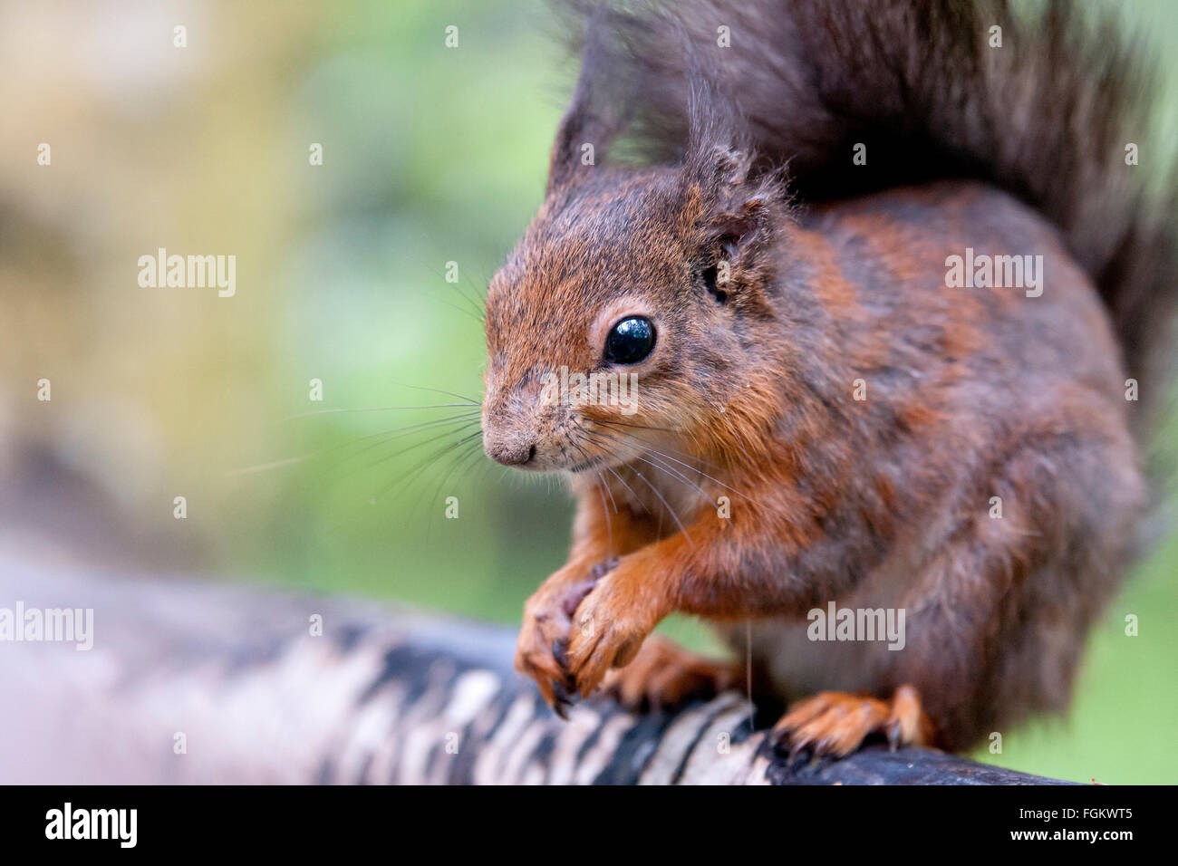 Porträt eines roten Eichhörnchens. Sie sind native Eichhörnchen Großbritanniens Stockfoto