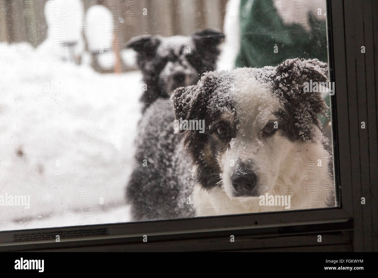 Ein Hund schaut die Kamera durch die Fliegengitter, einen anderen Hund sieht von hinten Stockfoto