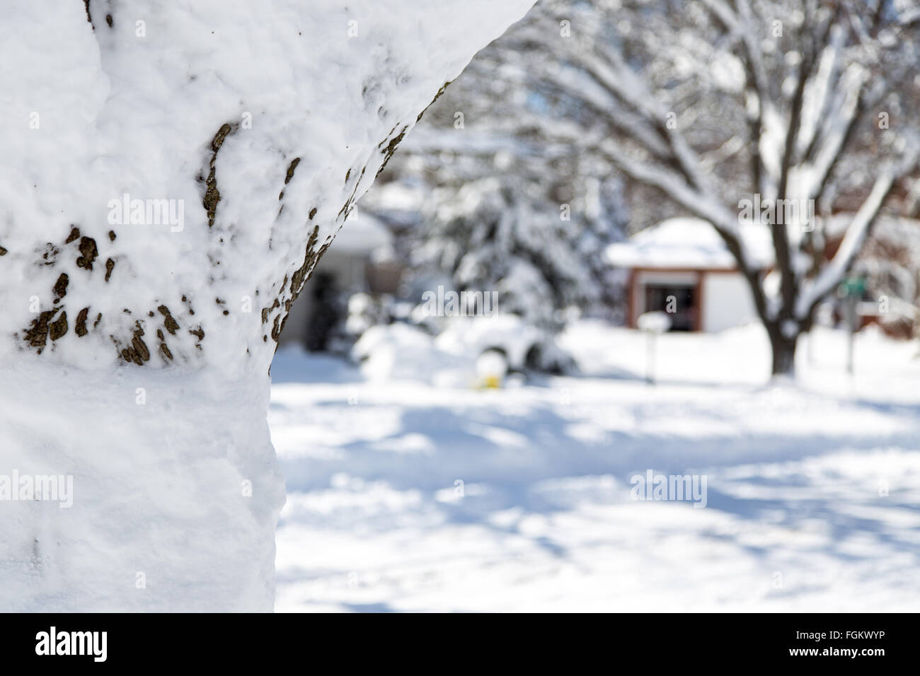 geringe Schärfentiefe, Fokus auf Baum im Vordergrund Nachbarschaft im Hintergrund Stockfoto