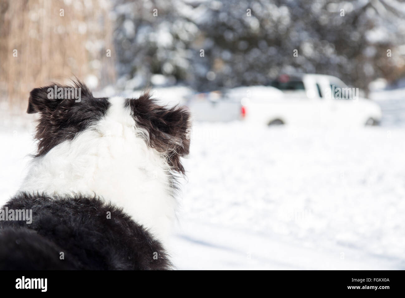 Geringe Schärfentiefe konzentrierte sich auf einen Hund, der gerade seine Besitzer losfahren im Winterschnee Stockfoto