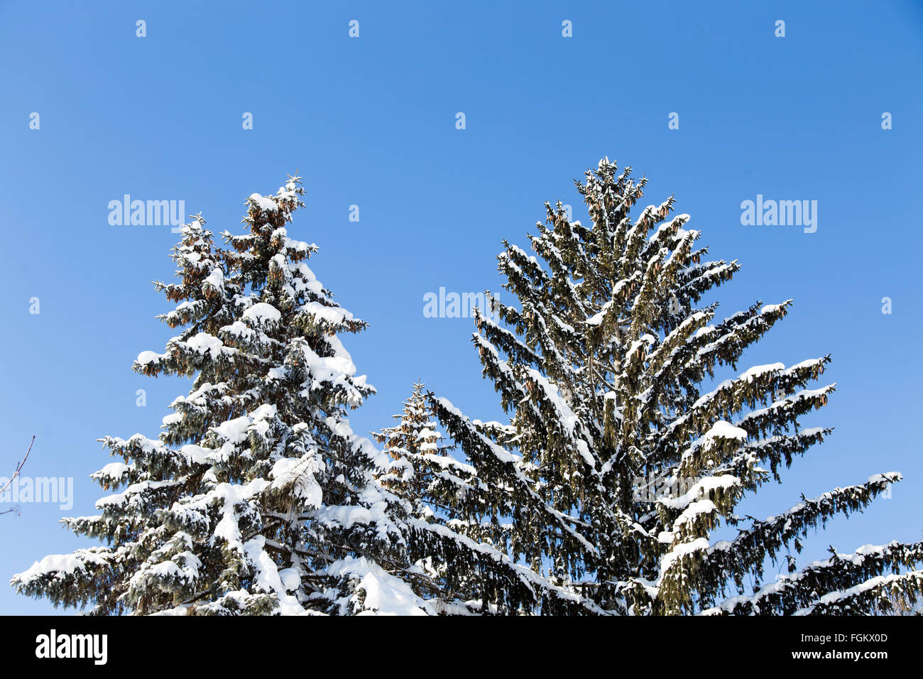 hoch aufragende Blaufichten Bäume mit Schnee bedeckt erreichen nach oben in dem klaren, blauen Winterhimmel Stockfoto