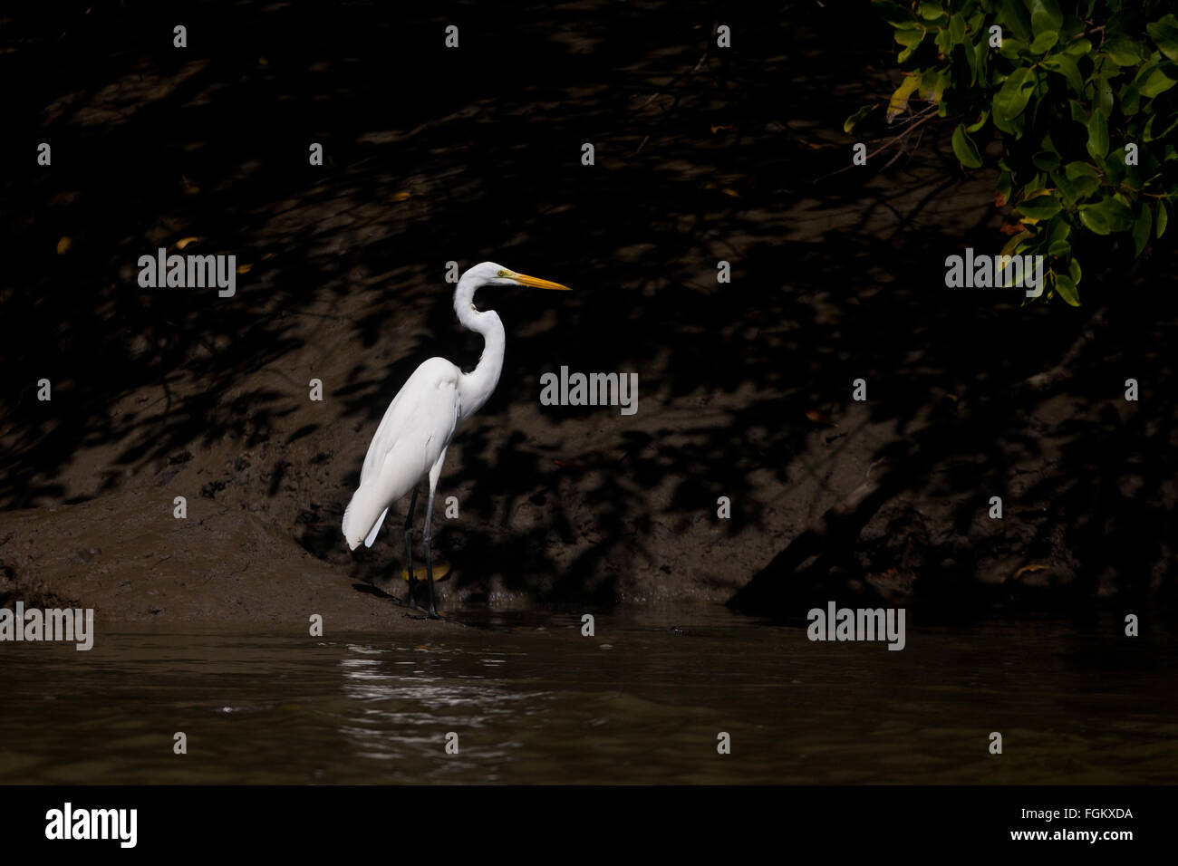 Silberreiher, Ardea alba, auf dem schlammigen Mangrovenwald Boden neben Rio Grande, Provinz Cocle, Republik Panama. Stockfoto