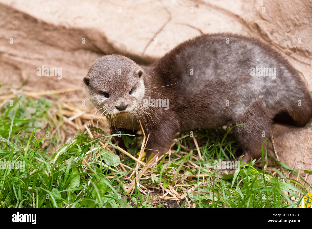 Bekannt als asiatische Fischotter oder orientalische kleine krallte Otter Stockfoto