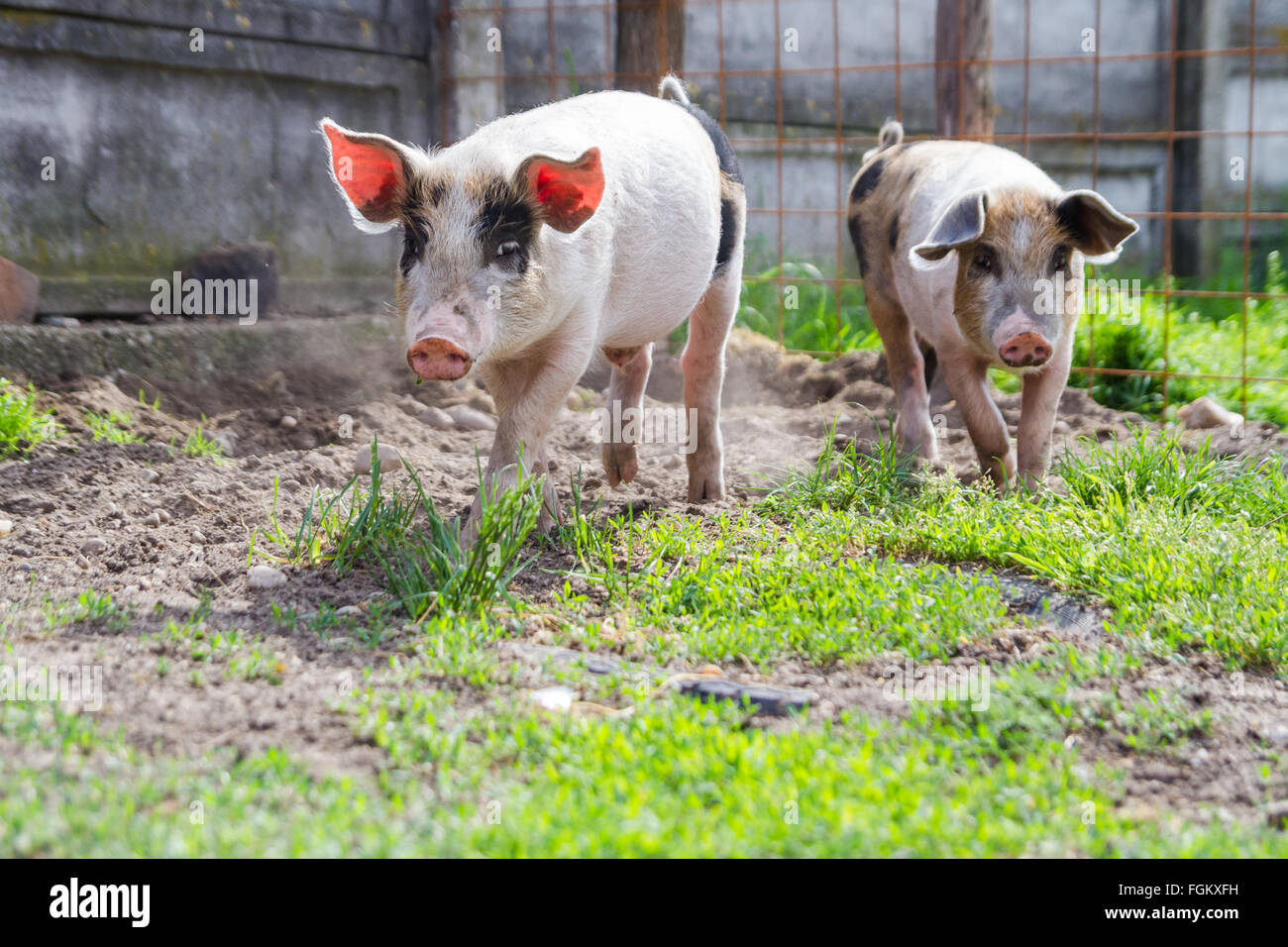 Zwei glückliche und gesunde schwarz gefleckt Ferkel im Hinterhof. Stockfoto