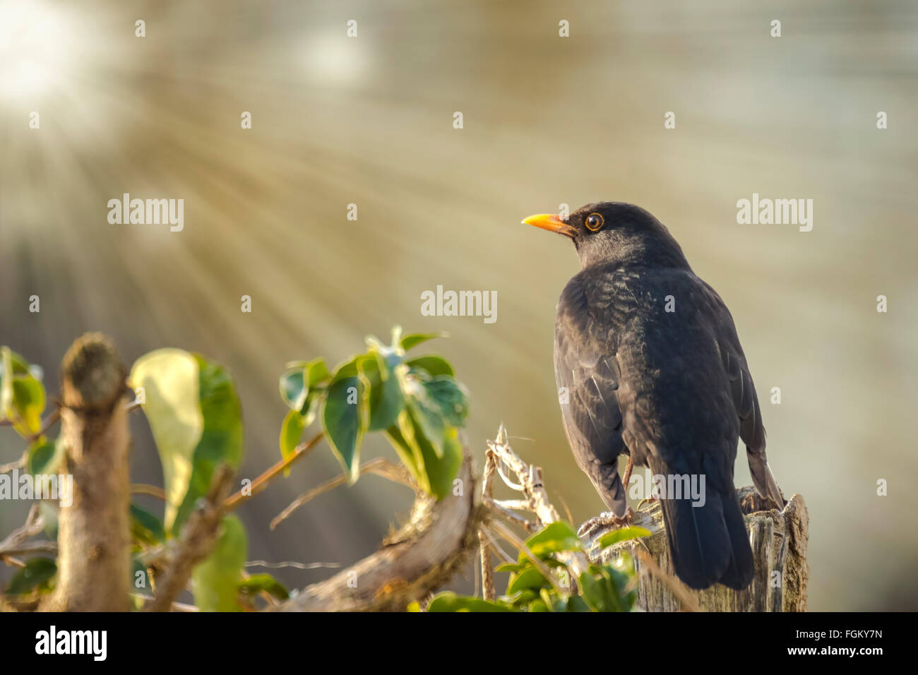 Gemeinsame oder eurasische Amsel (Turdus Merula) thront auf Holz, Blick in die Sonnenlicht als die Sonne untergeht. Stockfoto