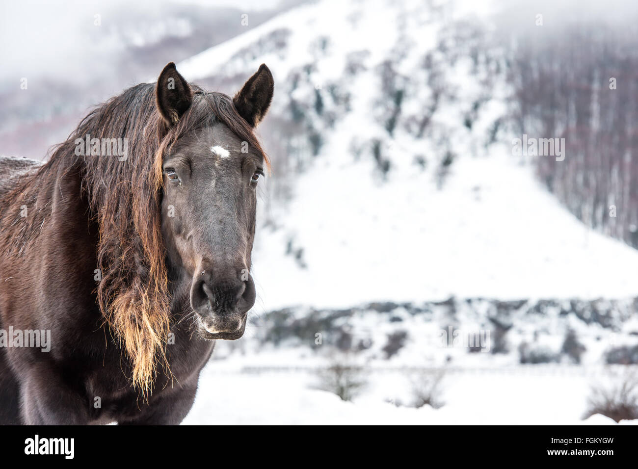 Braune Pferd mit lange schwarze und blonde Haare auf dem Schnee Stockfoto