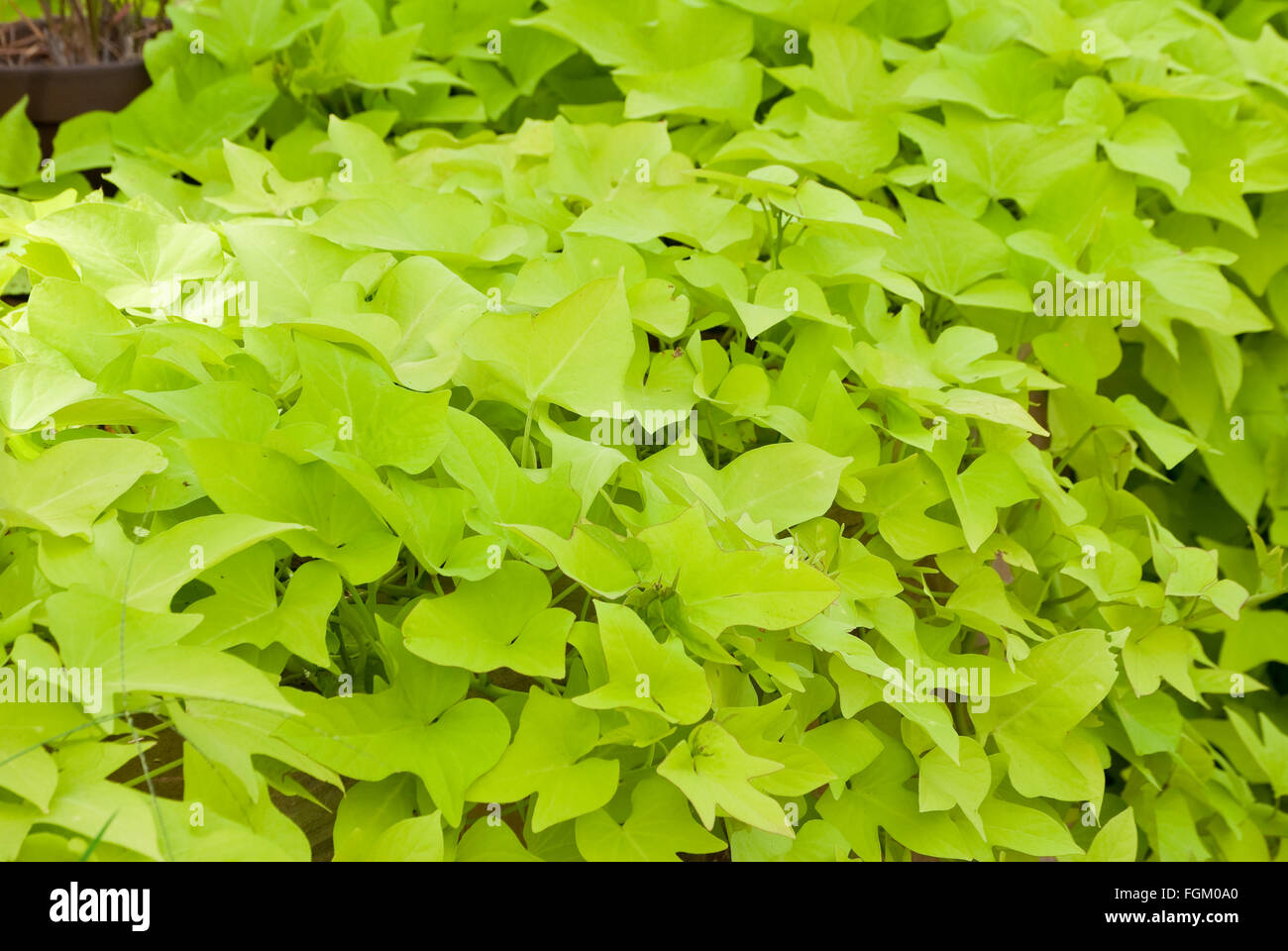Lindgrün-Kartoffel-Reben in einem Garten Stockfoto
