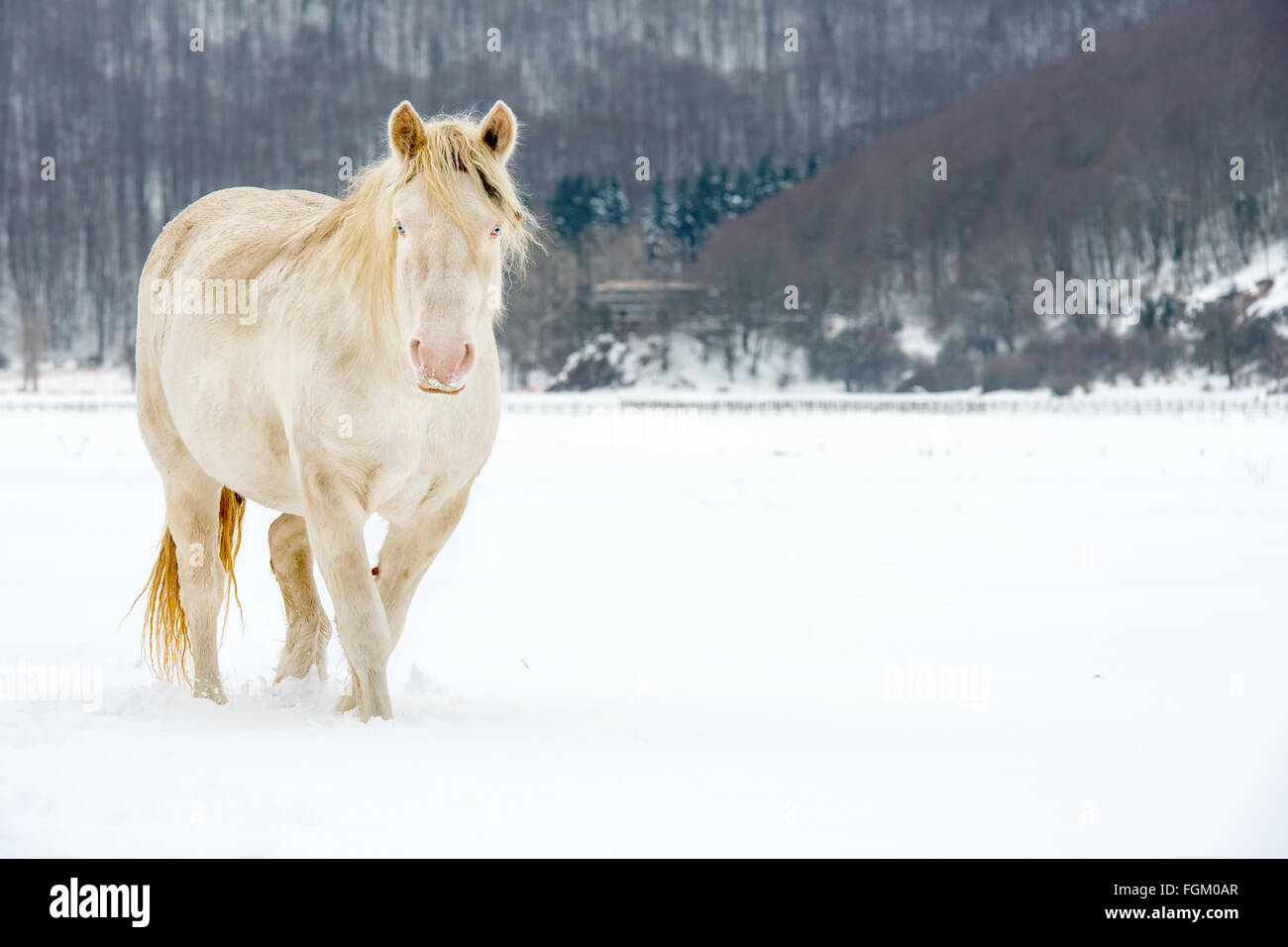 Albino-Pferd mit blauen Augen auf dem Schnee Stockfoto