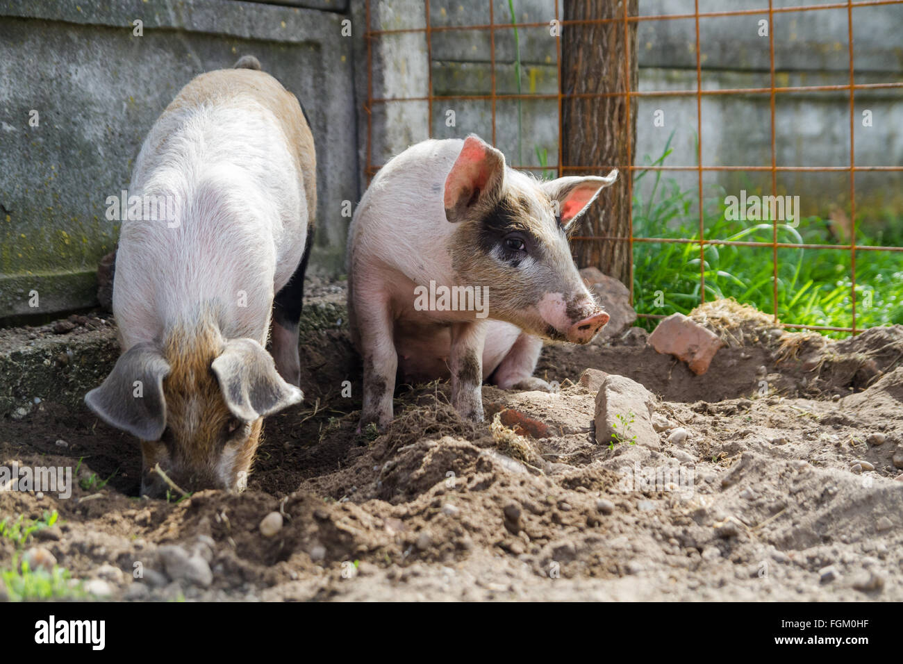 Zwei niedliche Ferkel spielen im freien Stockfoto