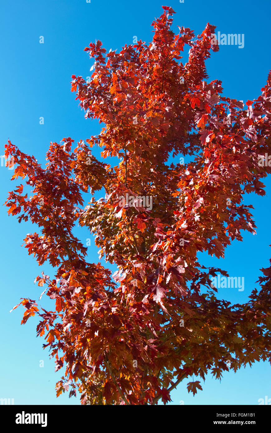 Rot-Ahorn-Baum in die Herbstsaison mit blauem Himmelshintergrund. Stockfoto