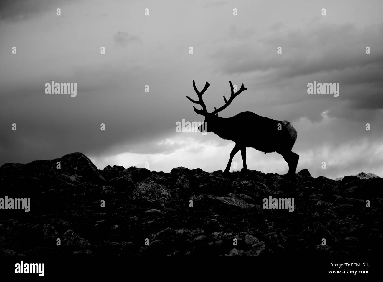 Bull Elk Rocky Mountain Nationalpark schwarz / weiß Stockfoto
