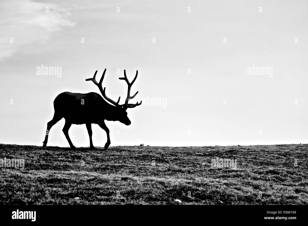 Bull Elk schwarz-weiß Rocky Mountain Nationalpark Stockfoto