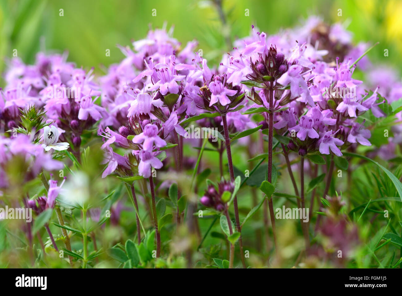 Wilder Thymian (Thymus Serpyllum). Eine Dichte Gruppe von lila Blüten dieses aromatische Kräuter in der Familie Lamiaceae Stockfoto