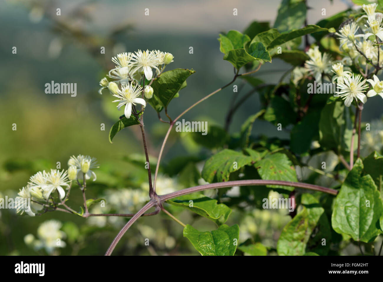 Des Reisenden-Joy (Clematis Vitalba). Klettern Strauch in der Familie Butterblume (Butterblume), mit attraktiven weißen Blüten Stockfoto
