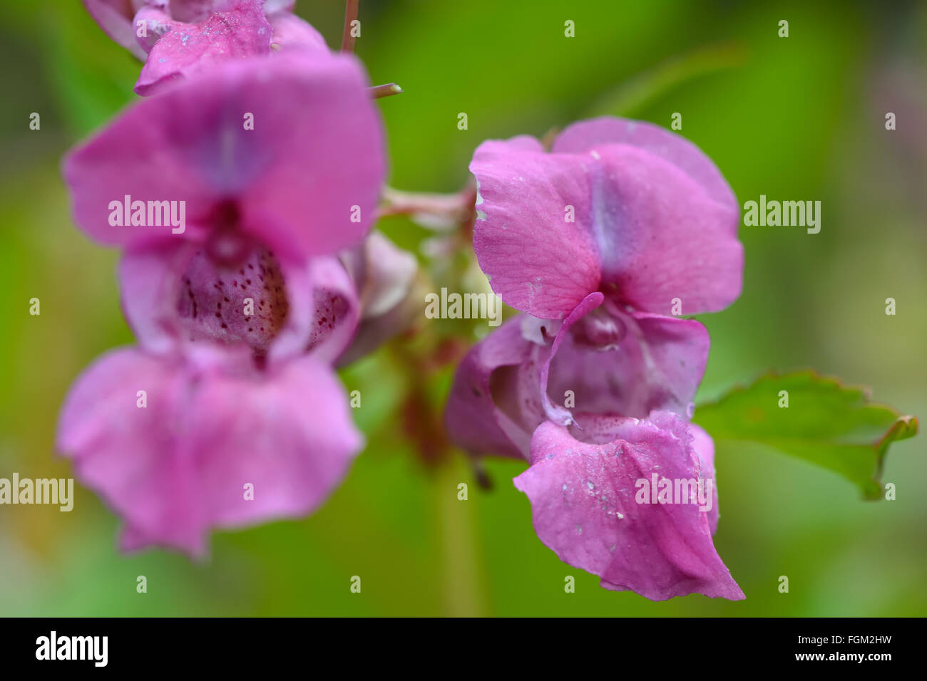 Indisches Springkraut (Impatiens Glandulifera). Auffälligen rosa Blüten dieser Pflanze in Familie Balsaminaceae Stockfoto
